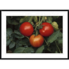 Tomato Art - Ilustracje - 