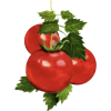 Tomato - Fruit - 