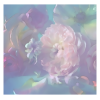 Transparent floral - Background - 
