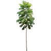 Tree Indoor - 植物 - 
