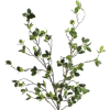 Tree Stem - Rośliny - 
