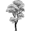 Tree - Ilustrationen - 