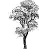 Tree - 插图 - 