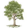 Tree - Ilustracije - 
