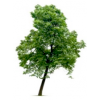 Tree - Moje fotografie - 