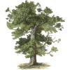 Tree - Priroda - 