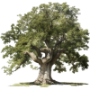 Tree - Narava - 