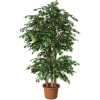 Tree - Plants - 