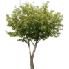 Tree - Biljke - 