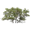 Tree - Rastline - 