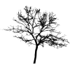 Tree - Uncategorized - 