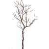 Tree branch - Pflanzen - 