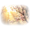 Trees Sun - Natureza - 