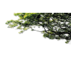 Trees - Tła - 