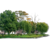 Trees - Nature - 