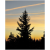 Trees at dusk - Nature - 