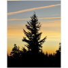 Trees at dusk - Natural - 