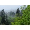 Triberg Black Forest mist Germany - Animals - 