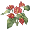 Tropical Flowers - Rascunhos - 