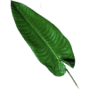 Tropical Leaf - Plantas - 