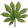 Tropical Leaf - Plants - 