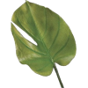 Tropical Leaf - 植物 - 