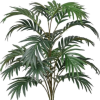 Tropical Plant - Rastline - 