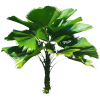 Tropical Plants - Piante - 
