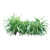 Tropical Plants - Rastline - 