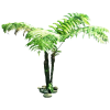 Tropical Plants - Plantas - 