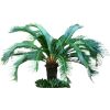Tropical Plants - Rośliny - 
