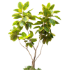 Tropical Plants - Rastline - 
