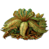 Tropical fern - Rastline - 