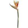 Tropical flower - Pflanzen - 