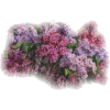 Tubes lilacs - Rośliny - 