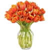 Tulip - Plantas - 