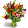 Tulip - 植物 - 