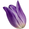 Tulip - Illustrazioni - 