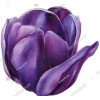 Tulip - Иллюстрации - 