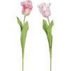 Tulip - Rośliny - 