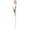 Tulip - Растения - 