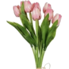 Tulip - Растения - 
