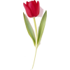 Tulip - Uncategorized - 