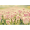 Tulipani - Pflanzen - 