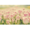 Tulipani - Plants - 