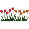 Tulips - ベルト - 
