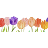 Tulips - イラスト - 