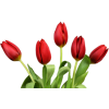 Tulips - Biljke - 