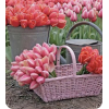 Tulips - Plants - 