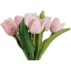 Tulips - Pflanzen - 